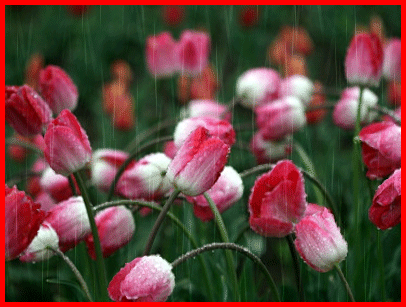 Kwiaty - tulipany7.gif