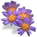 kwiaty - aster_tataricus.png