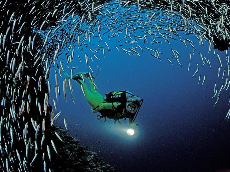 Świat oceanu - Underwater Wallpaper 5.jpg