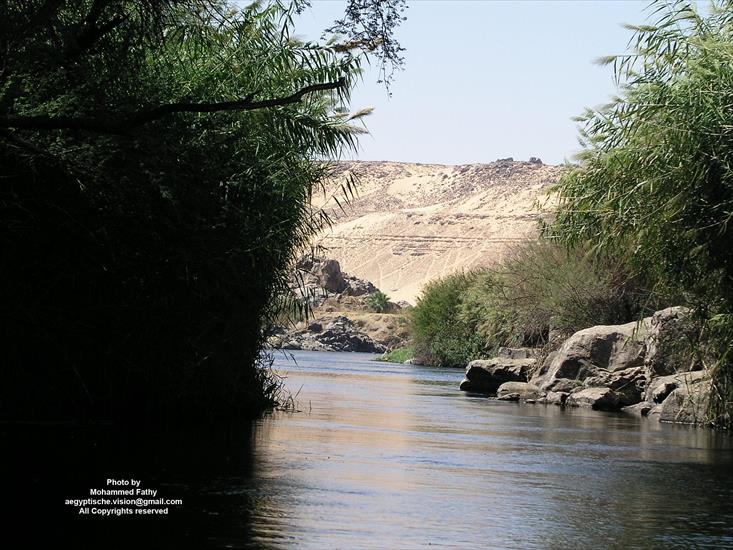 Przyroda - Przyroda w Aswan 370.jpg