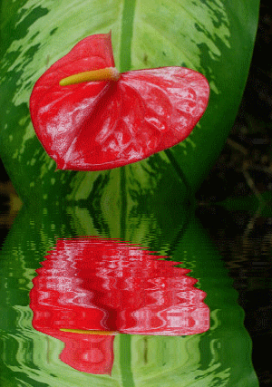 Gify-Kwiaty - anturium animation odbicie w wodzie8.gif