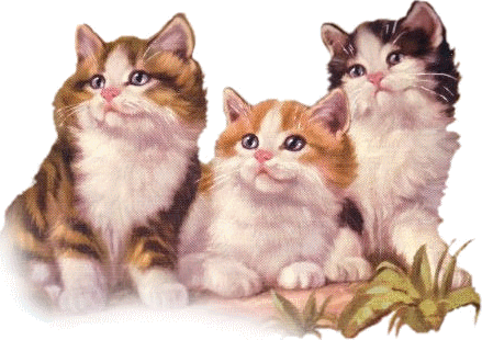 kotki i pieski - trzy kotki.gif