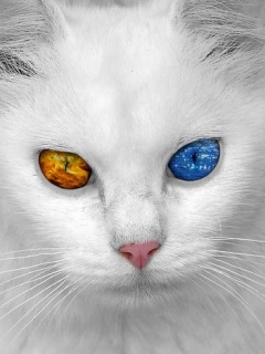 tapetki - White_Cat.jpg