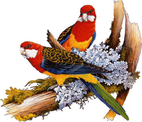 papugi - dwie-papugi-kolorowe.gif