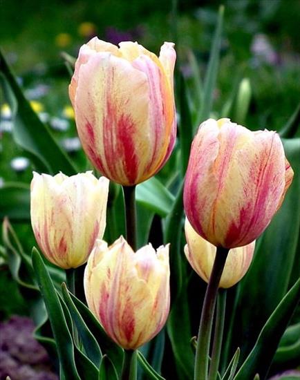 Jpg-Tulipany - wiosna-crop.jpg